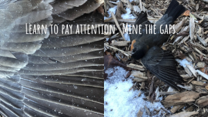 picture of bird feathers and bird